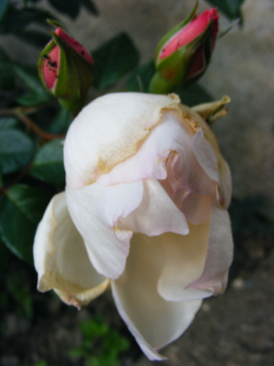 THE GENEROUS GARDENER