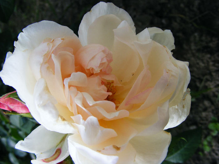 THE GENEROUS GARDENER