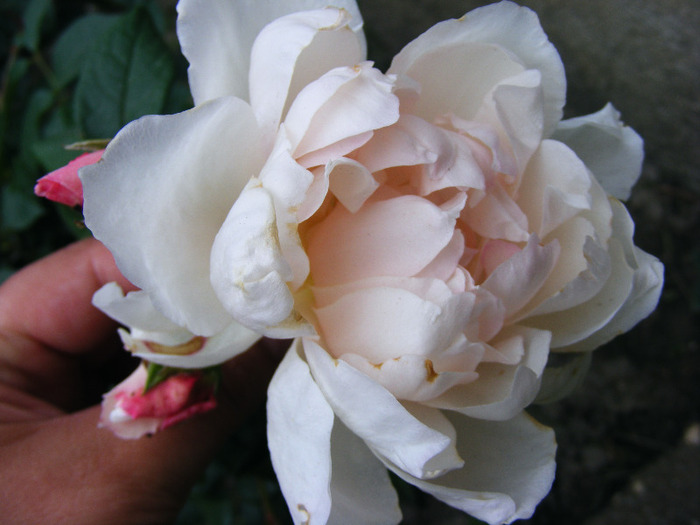 THE GENEROUS GARDENER