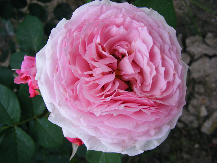 JG - TRANDAFIRI  2011