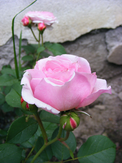 JG - TRANDAFIRI  2011