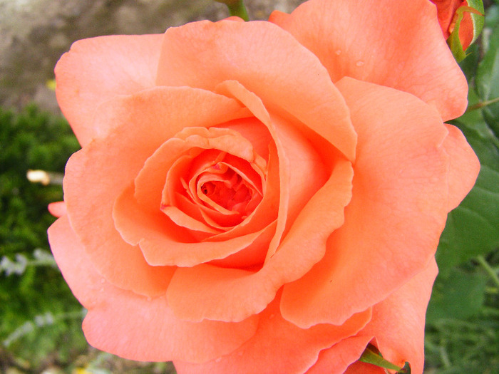 DDB - TRANDAFIRI  2011