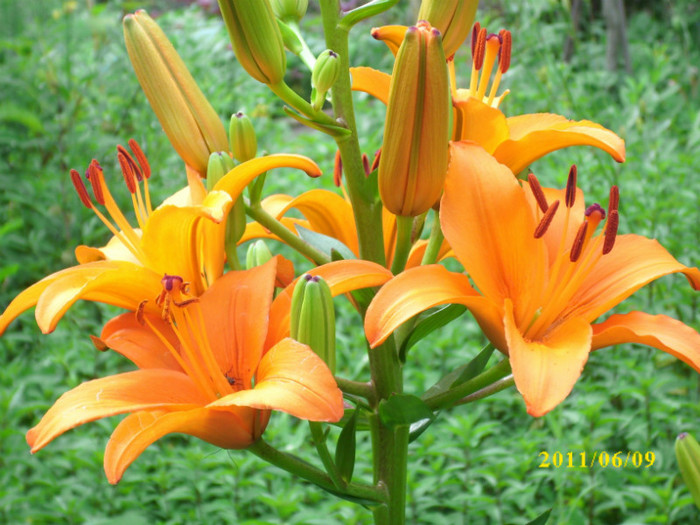 DSCI0045 - 2011 bucuria florilor