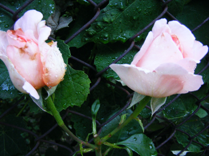 ANDRE LE NOTRE - TRANDAFIRI  2011