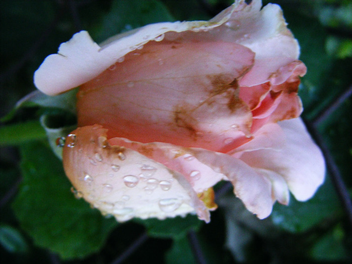 ANDRE LE NOTRE - TRANDAFIRI  2011