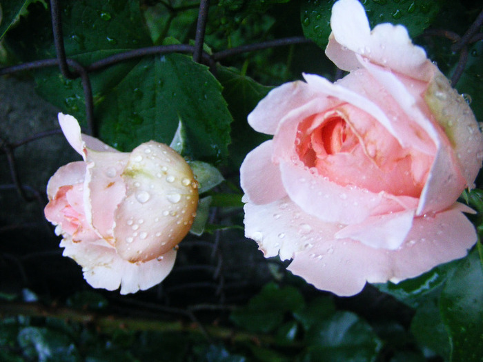 A.N - TRANDAFIRI  2011