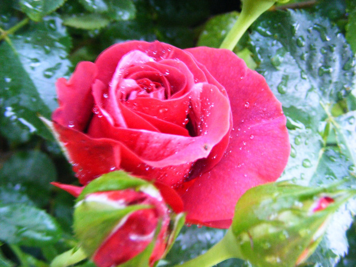 BROWNIE - TRANDAFIRI  2011