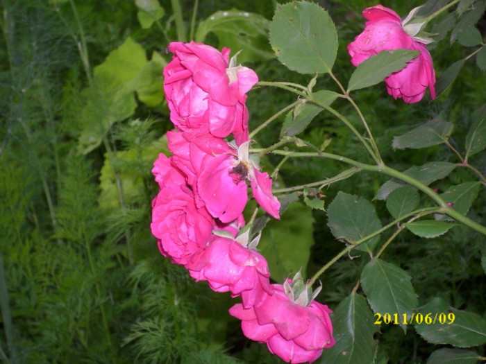 DSCI0121 - 2011 bucuria florilor