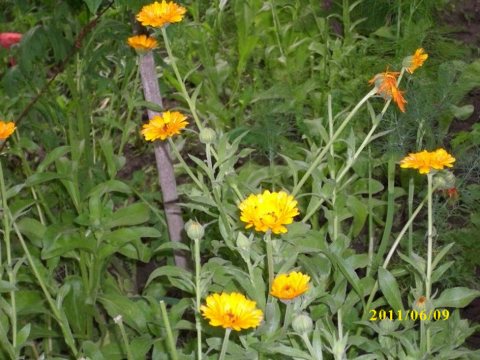 DSCI0124 - 2011 bucuria florilor