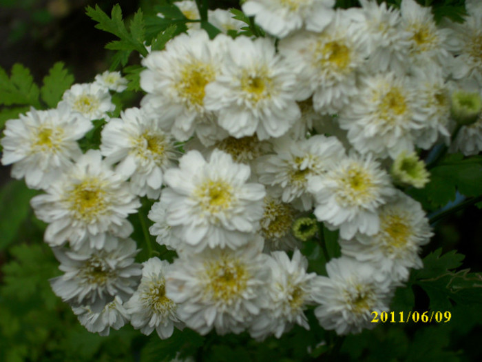 DSCI0155 - 2011 bucuria florilor