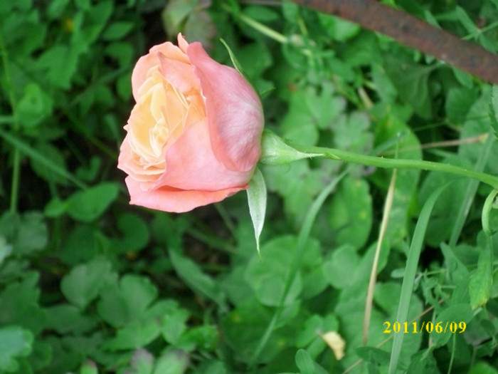 DSCI0153 - 2011 bucuria florilor