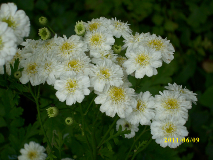 DSCI0154 - 2011 bucuria florilor