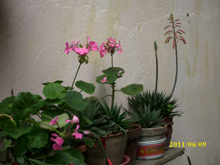 DSCI0162 - 2011 bucuria florilor
