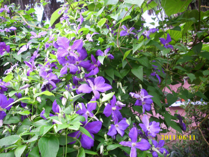DSCI0191 - 2011 bucuria florilor