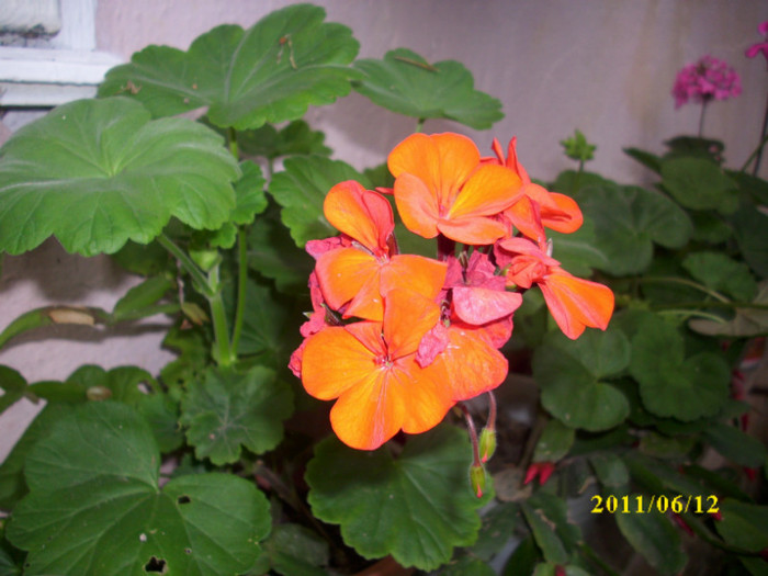 DSCI0199 - 2011 bucuria florilor