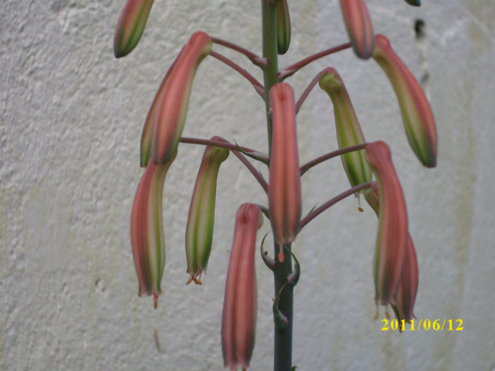 DSCI0202 - 2011 bucuria florilor