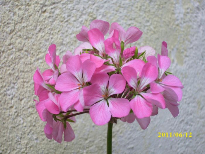 DSCI0203 - 2011 bucuria florilor