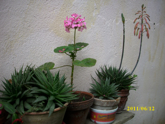 DSCI0204 - 2011 bucuria florilor