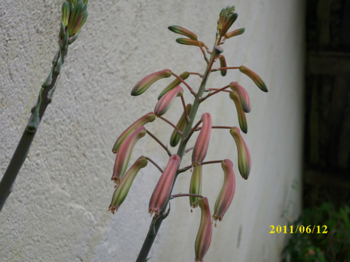 DSCI0207 - 2011 bucuria florilor