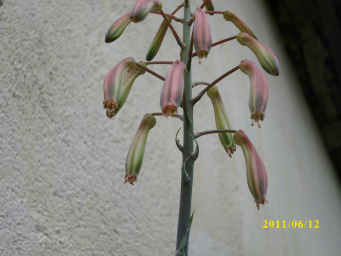 DSCI0210 - 2011 bucuria florilor