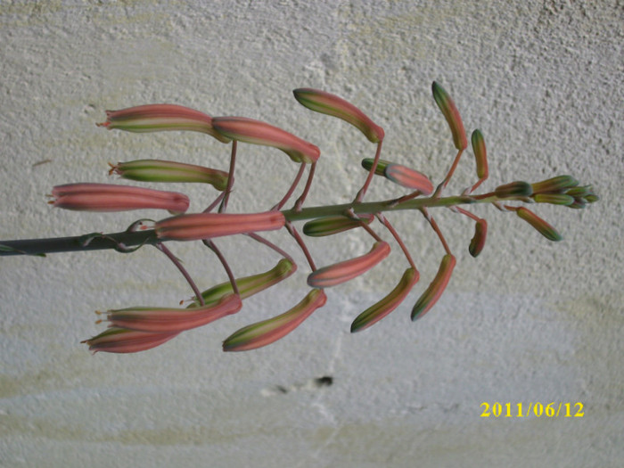 DSCI0212 - 2011 bucuria florilor