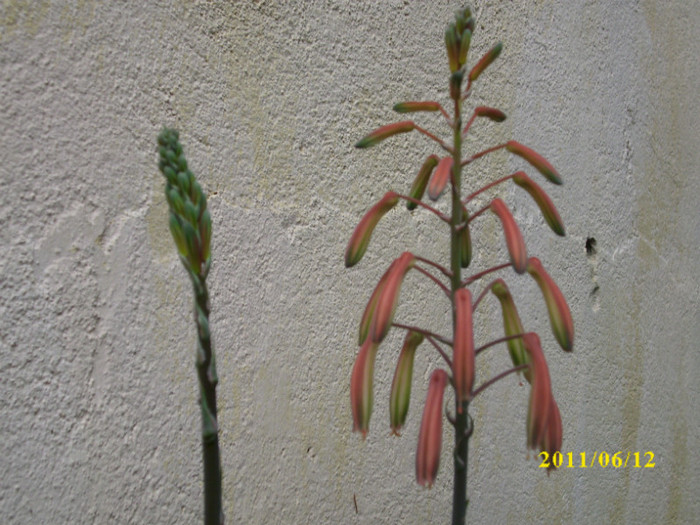 DSCI0213 - 2011 bucuria florilor