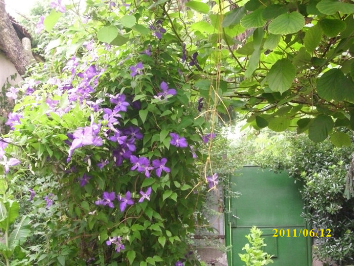 DSCI0218 - 2011 bucuria florilor