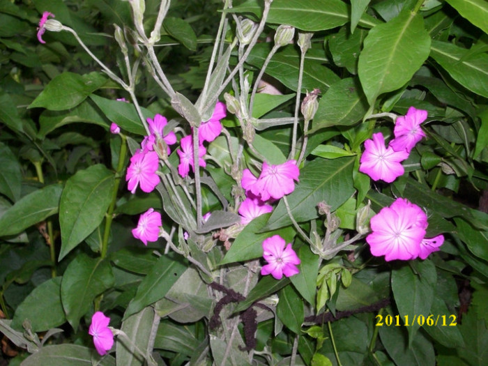 DSCI0222 - 2011 bucuria florilor