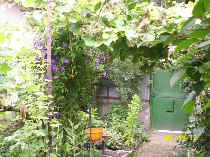 DSCI0224 - 2011 bucuria florilor