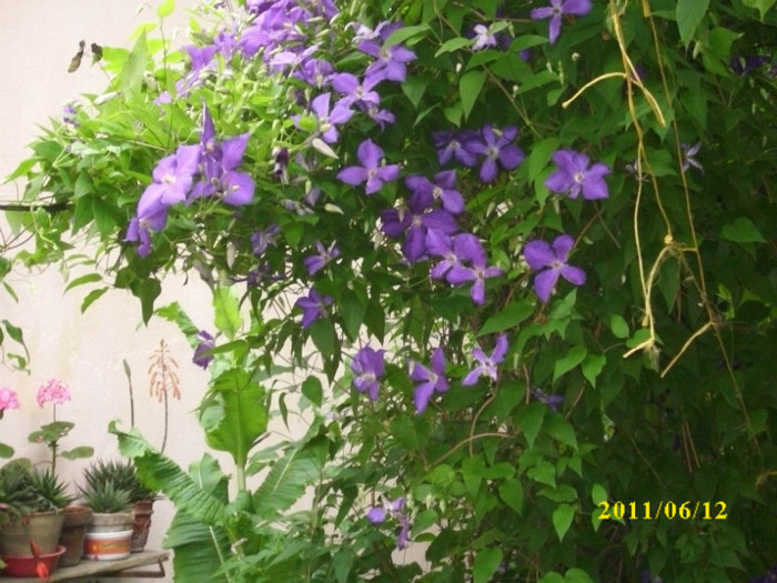 DSCI0227 - 2011 bucuria florilor