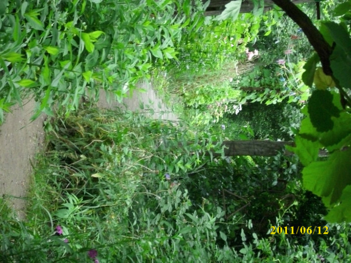 DSCI0228 - 2011 bucuria florilor