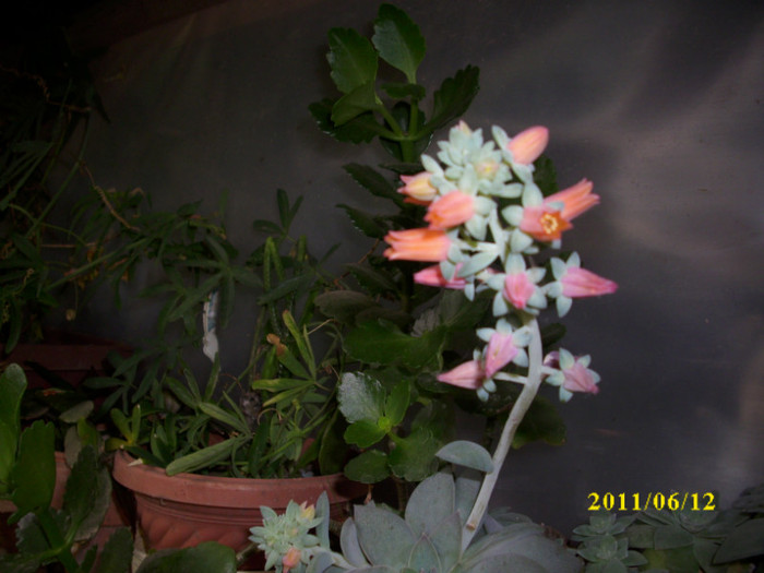 DSCI0232 - 2011 bucuria florilor
