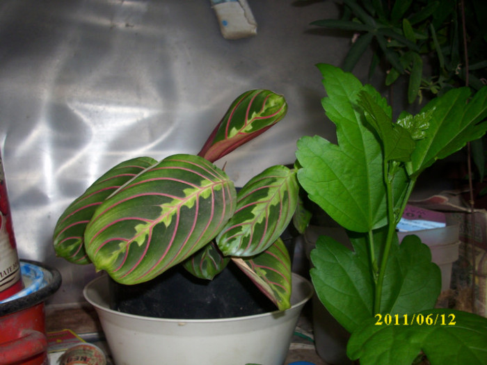 DSCI0233 - 2011 bucuria florilor
