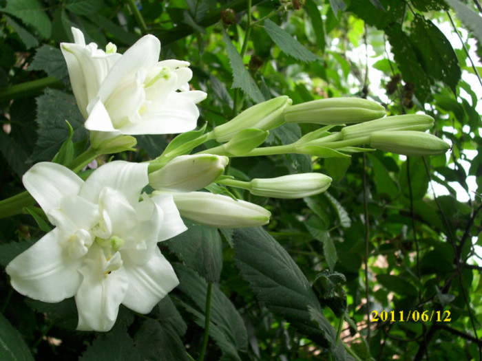 DSCI0235 - 2011 bucuria florilor