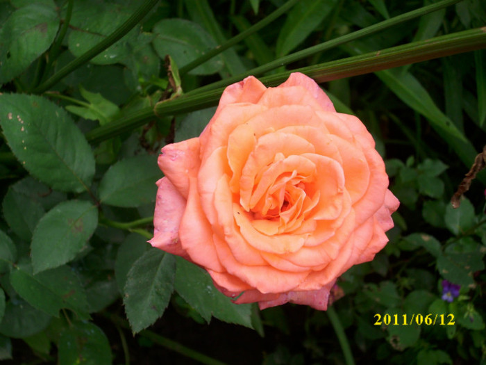 DSCI0237 - 2011 bucuria florilor
