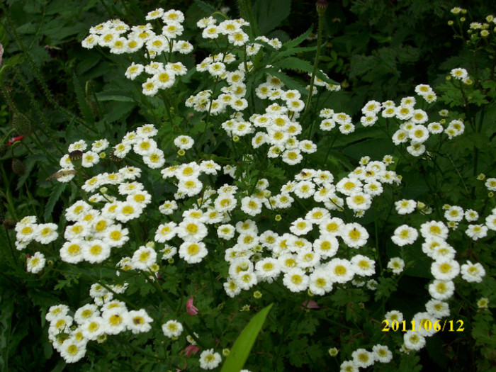 DSCI0242 - 2011 bucuria florilor
