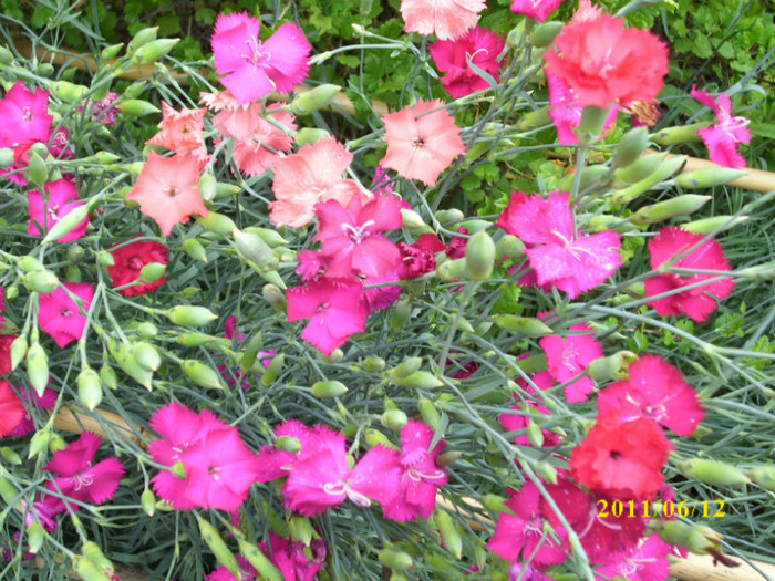 DSCI0247 - 2011 bucuria florilor