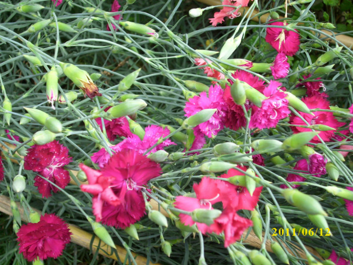 DSCI0248 - 2011 bucuria florilor