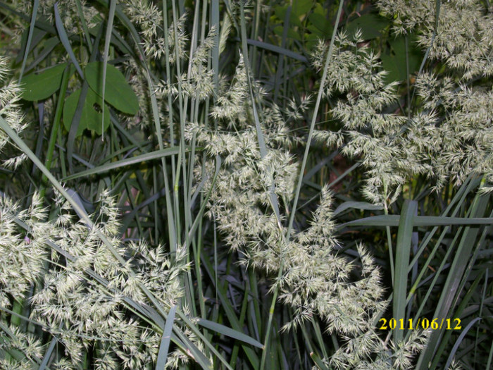 DSCI0252 - 2011 bucuria florilor