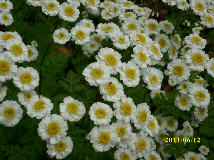 DSCI0253 - 2011 bucuria florilor