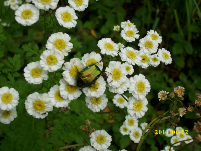 DSCI0254 - 2011 bucuria florilor