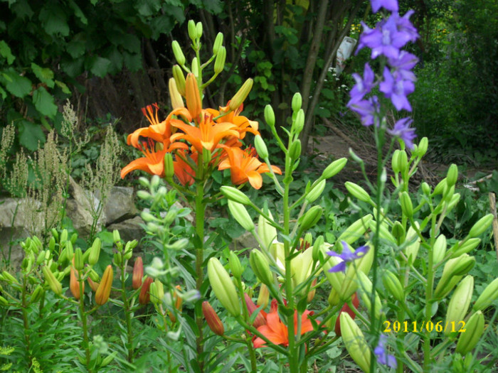 DSCI0286 - 2011 bucuria florilor