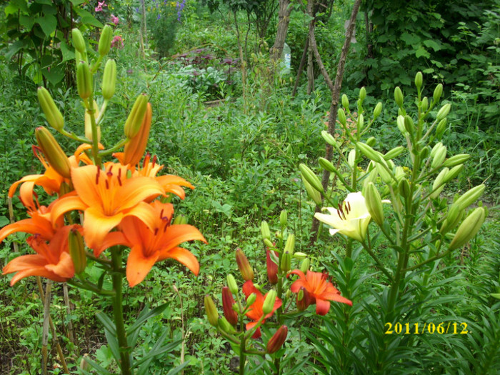 DSCI0270 - 2011 bucuria florilor