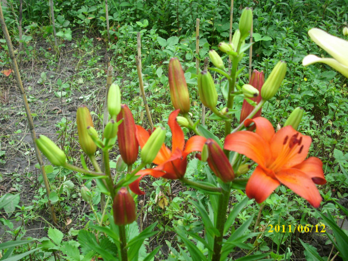 DSCI0273 - 2011 bucuria florilor