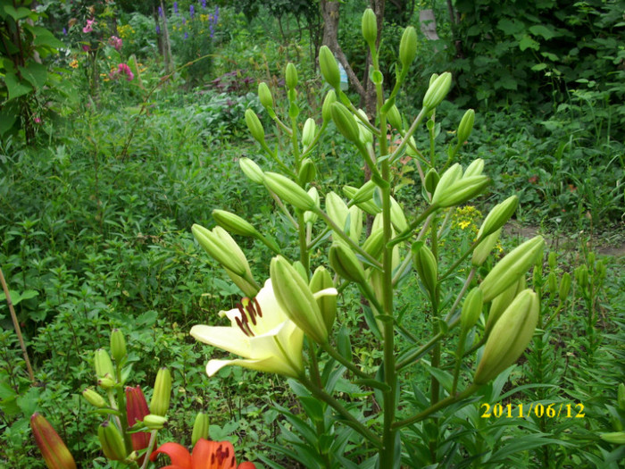 DSCI0274 - 2011 bucuria florilor
