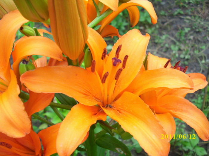 DSCI0277 - 2011 bucuria florilor