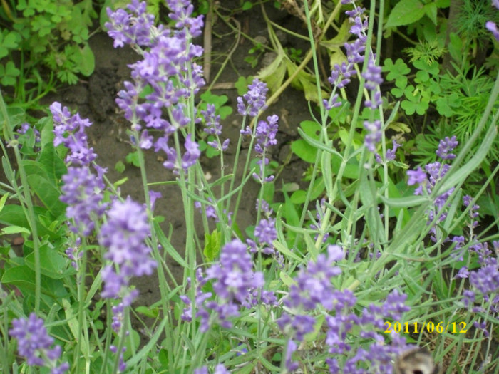 lavanda inflorita - 2011 bucuria florilor