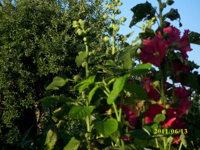 DSCI0306 - 2011 bucuria florilor