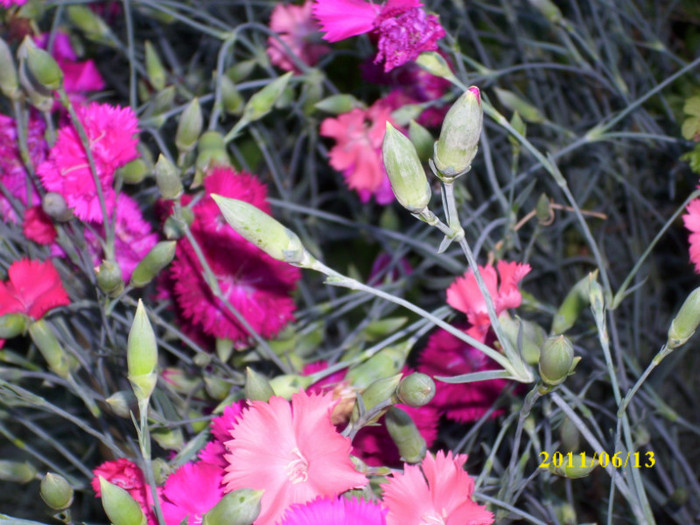 DSCI0318 - 2011 bucuria florilor