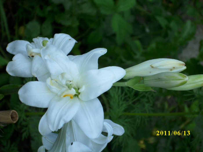 DSCI0337 - 2011 bucuria florilor